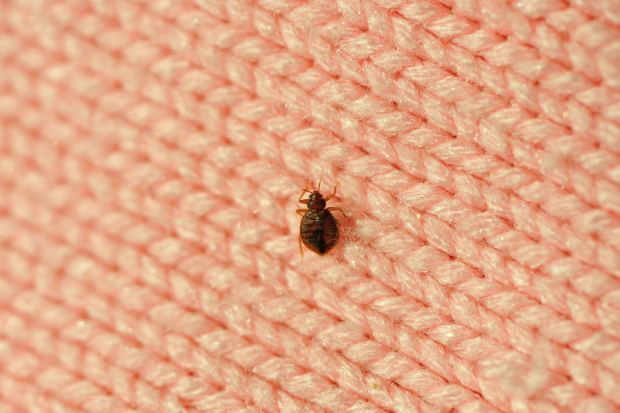 Bed-Bug-Treatment - Dublin Best Pest Pros | Dublin, CA | 925-709-5884