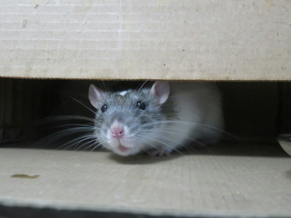 Common-Signs-of-a-Rodent-Problem - Dublin Best Pest Pros | Dublin, CA | 925-709-5884