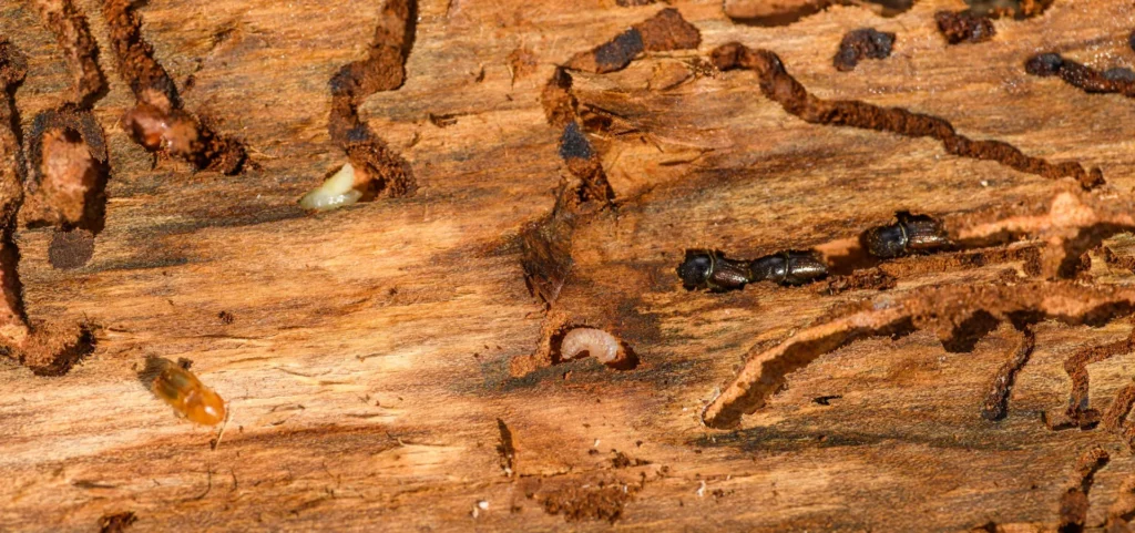 Is Your Home at Risk for Termite Damage - Dublin Best Pest Pros | Dublin, CA | 925-709-5884