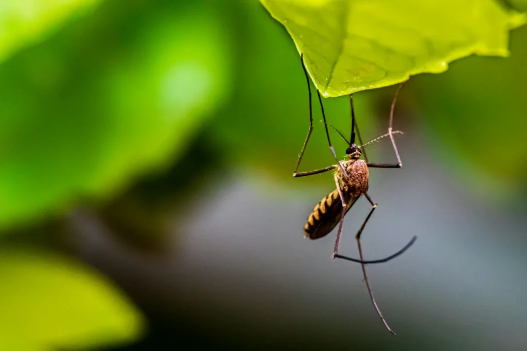 Mosquito-Control-for-Every-Outdoor-Space - Dublin Best Pest Pros | Dublin, CA | 925-709-5884