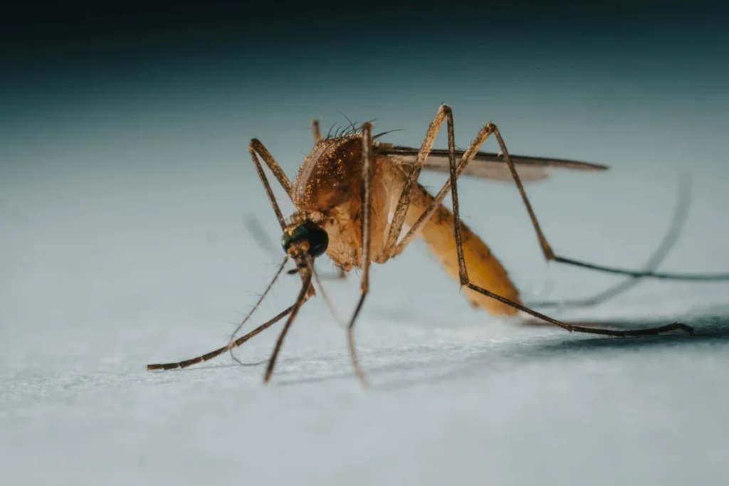 Protect Your Family from Mosquito-Borne-Diseases - Dublin Best Pest Pros | Dublin, CA | 925-709-5884
