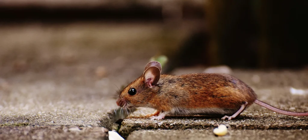 Residential-Commercial-Rodent-Solutions - Dublin Best Pest Pros | Dublin, CA | 925-709-5884
