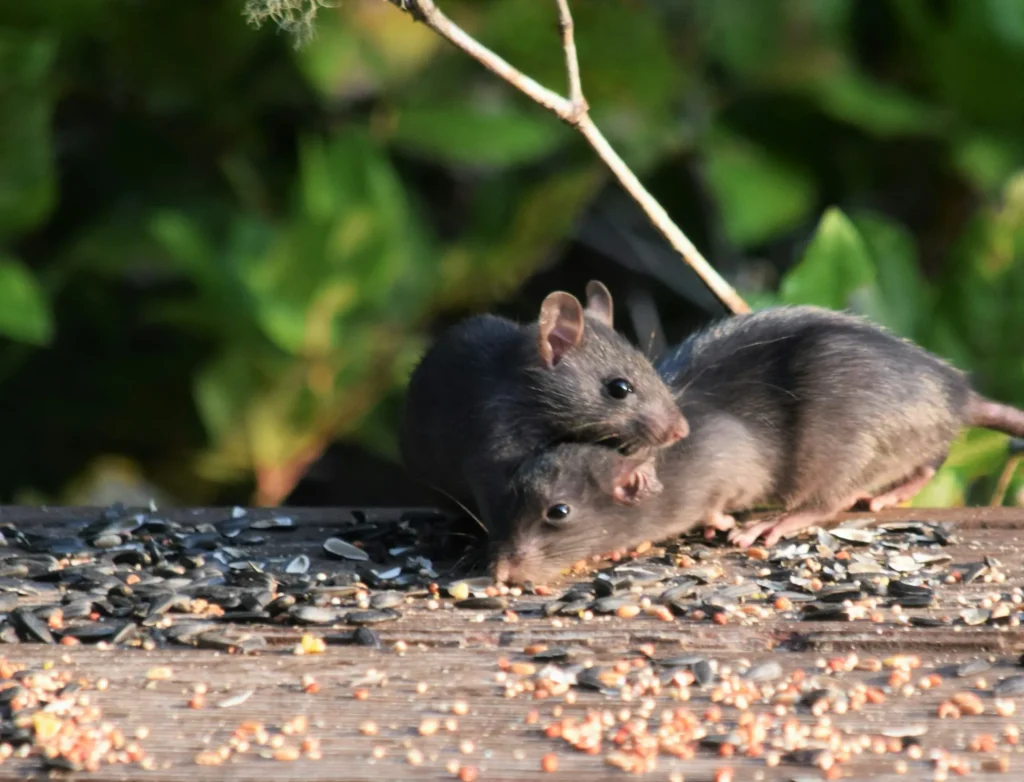 Rodent-Removal - Dublin Best Pest Pros | Dublin, CA | 925-709-5884