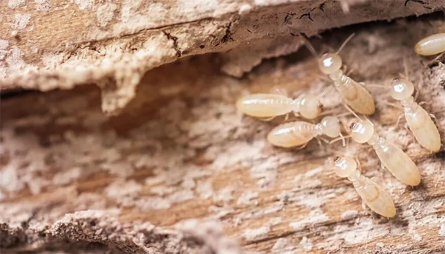 Signs You May Have a Termite Infestation - Dublin Best Pest Pros | Dublin, CA | 925-709-5884