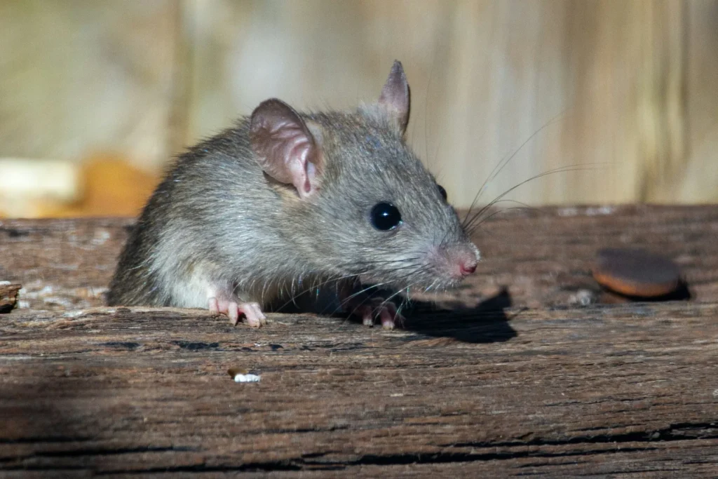 Why-Choose-Our-Rodent-Exterminators - Dublin Best Pest Pros | Dublin, CA | 925-709-5884